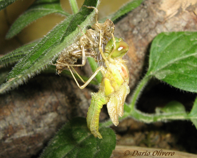 Scheda: Sympetrum striolatum